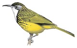 Black-necklaced Honeyeater Illustration