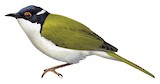 White-naped Honeyeater Illustration