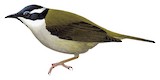 Strong-billed Honeyeater Illustration