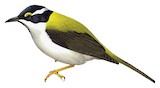 Black-chinned Honeyeater Illustration