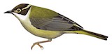 Brown-headed Honeyeater Illustration