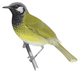 White-eared Honeyeater Illustration