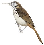 Makira Honeyeater Illustration