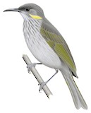 Guadalcanal Honeyeater Illustration