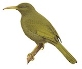 Yellow-billed Honeyeater Illustration