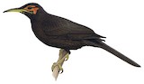 Crow Honeyeater Illustration