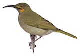 Fiji Wattled Honeyeater Illustration