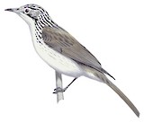 Striped Honeyeater Illustration