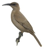 Meyer's Friarbird Illustration