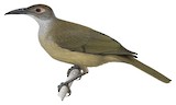 Morotai Friarbird Illustration