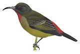 Crimson-rumped Myzomela Illustration