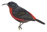 Red-vested Myzomela Illustration