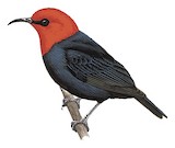 Black-bellied Myzomela Illustration