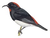 Black-breasted Myzomela Illustration