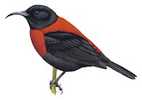 Red-collared Myzomela Illustration