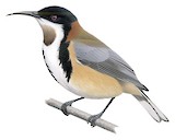 Eastern Spinebill Illustration