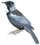 Tui Illustration