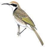 Tawny-crowned Honeyeater Illustration