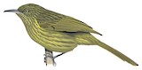 Yellowish-streaked Honeyeater Illustration