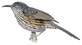 Grey-streaked Honeyeater Illustration