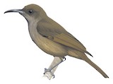 Bougainville Honeyeater Illustration