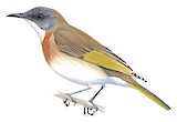 Rufous-banded Honeyeater Illustration