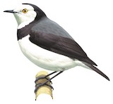 White-fronted Chat Illustration