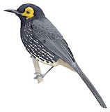 Arfak Honeyeater Illustration