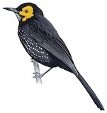 Spangled Honeyeater Illustration