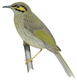 Orange-cheeked Honeyeater Illustration