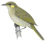 Puff-backed Honeyeater Illustration