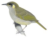 Yellow-spotted Honeyeater Illustration