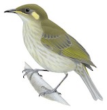 Mottle-breasted Honeyeater Illustration