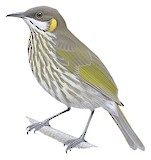 Streak-breasted Honeyeater Illustration