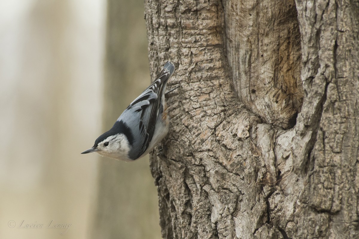 White-breasted Nuthatch - ML153043521