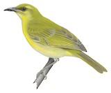 Yellow Honeyeater Illustration