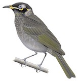 Bridled Honeyeater Illustration