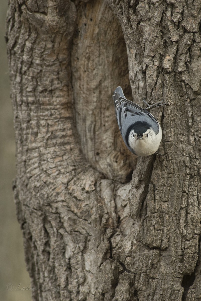 White-breasted Nuthatch - ML153043601