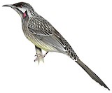 Red Wattlebird Illustration