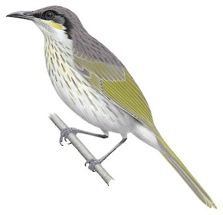 Gavicalis versicolor sonoroides