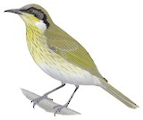 Varied Honeyeater Illustration