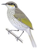 Singing Honeyeater Illustration