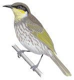 Mangrove Honeyeater Illustration