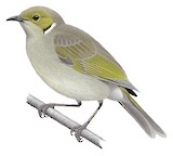 White-plumed Honeyeater Illustration