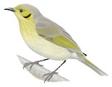 Yellow-tinted Honeyeater Illustration