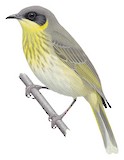 Grey-headed Honeyeater Illustration