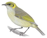 Grey-fronted Honeyeater Illustration