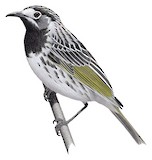 White-fronted Honeyeater Illustration