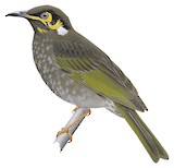 Black-throated Honeyeater Illustration