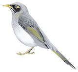 Black-eared Miner Illustration